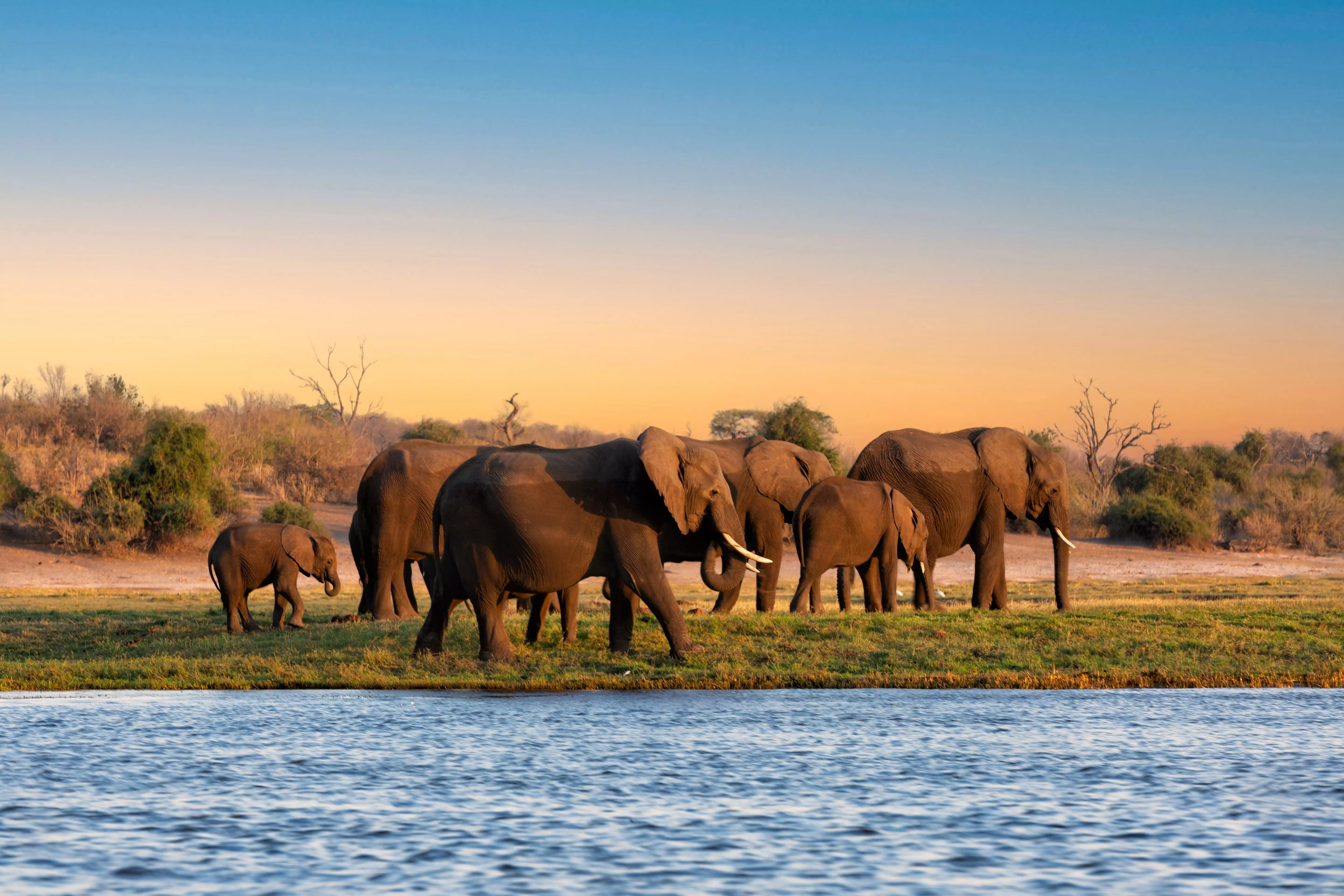 Day 1: Arrive Johannesburg - Pilanesburg National Park