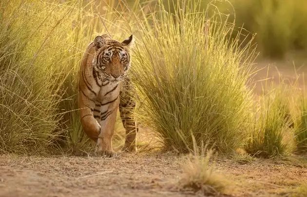 Day 6: Ranthambore