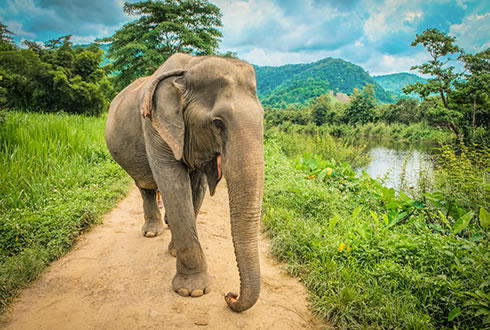 Thailand & Laos Adventure