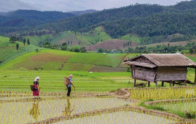 Day 8 Mae Salong Mountain