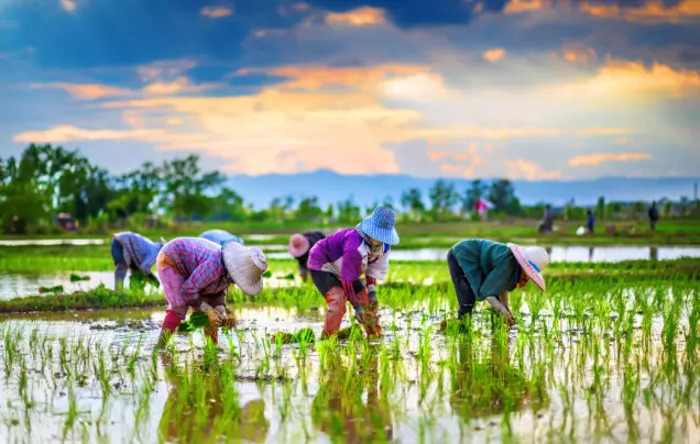 Day 11 Countryside Experience