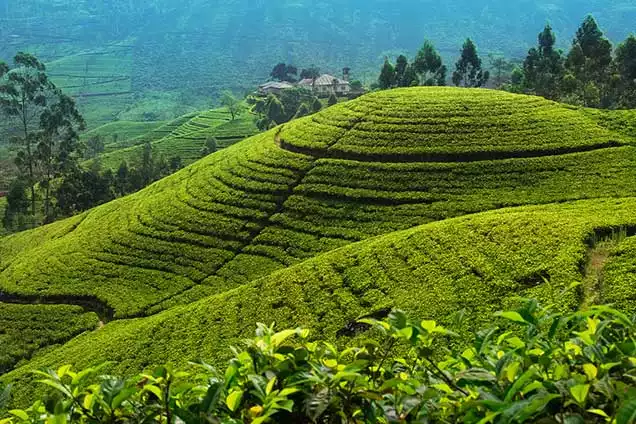 Day 9: City Tour of Nuwara Eliya