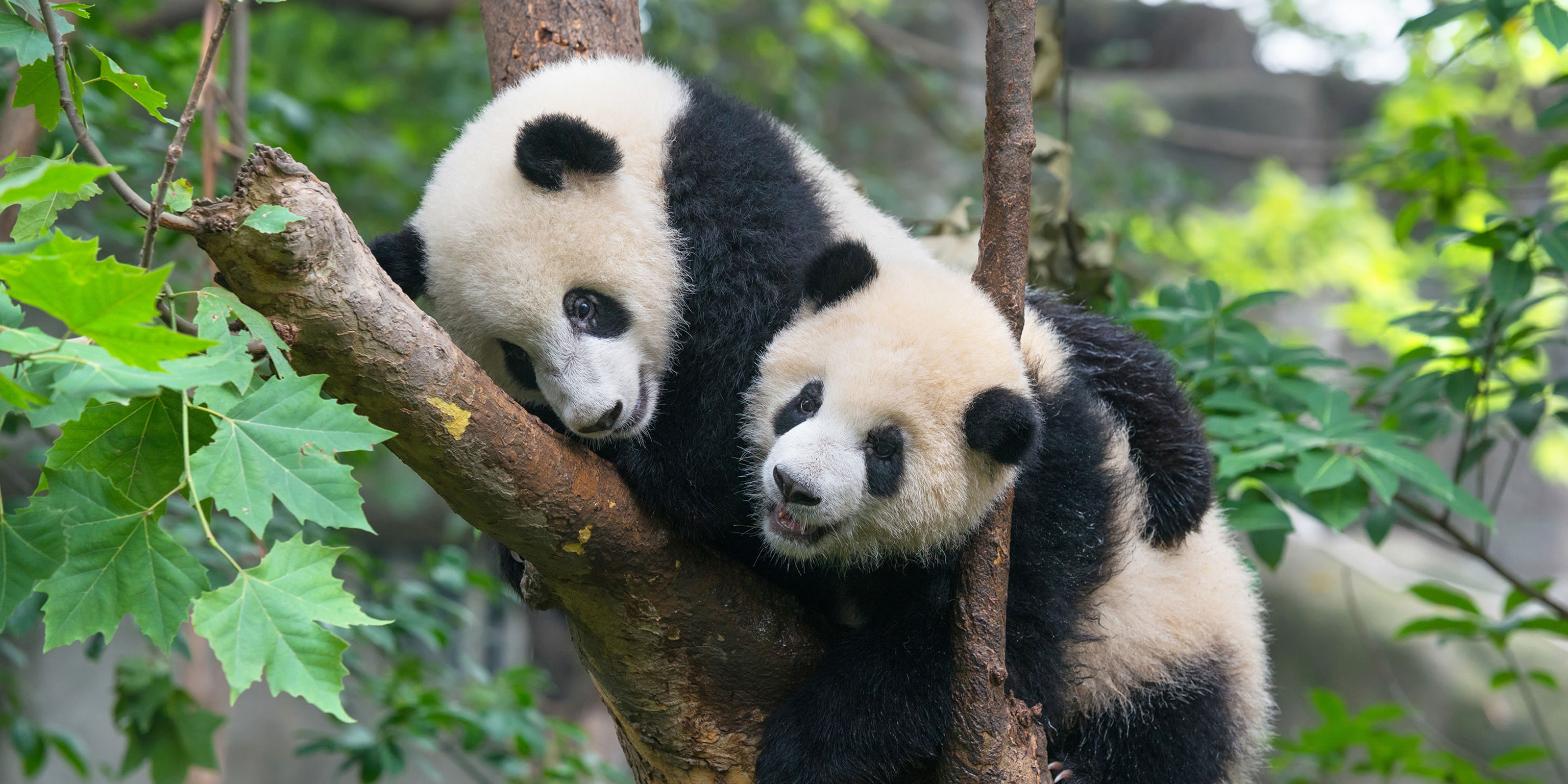 Pandas between. Панда панда панда панда. Панда копанда. Панда фото. Панда хищник.