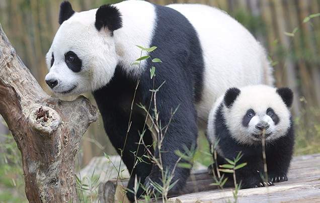 Day 8: Chengdu Panda Reserve