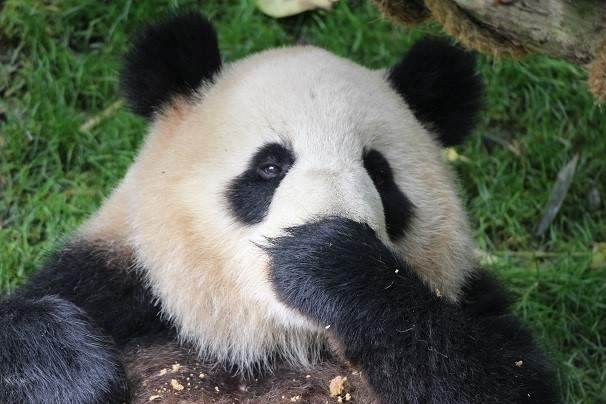 Day 7: Dujiangyuan Panda Base