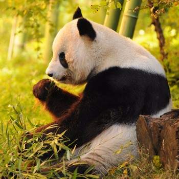 In Pursuit of Pandas
