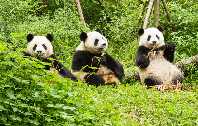 Day 9: Chengdu Panda Reserve