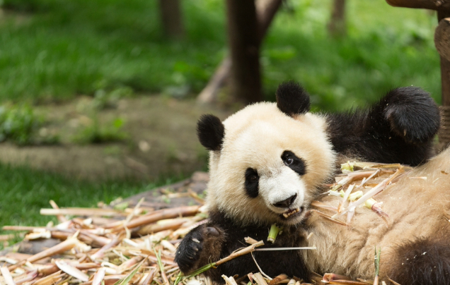 Day 11: Chongqing Panda House
