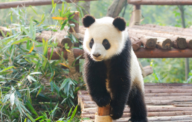 Day 9: Chengdu Panda Reserve