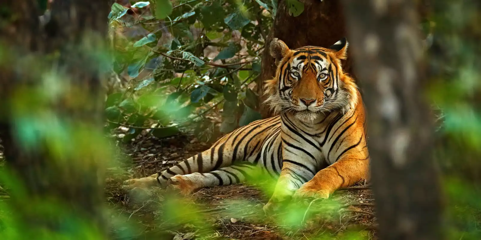 Ranthambore National Park Holidays