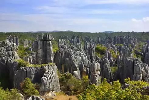 Stone Forest