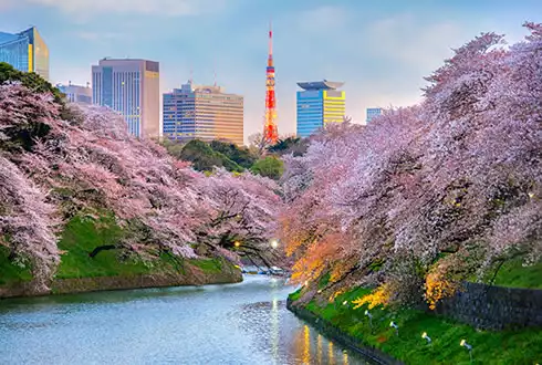 Cherry Blossom