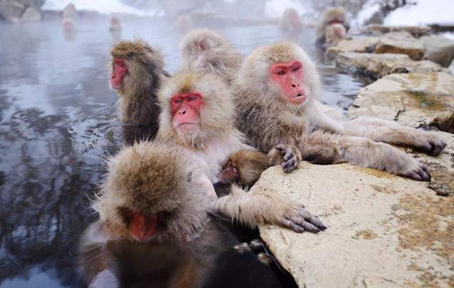 Day 13: Search for Snow Monkeys