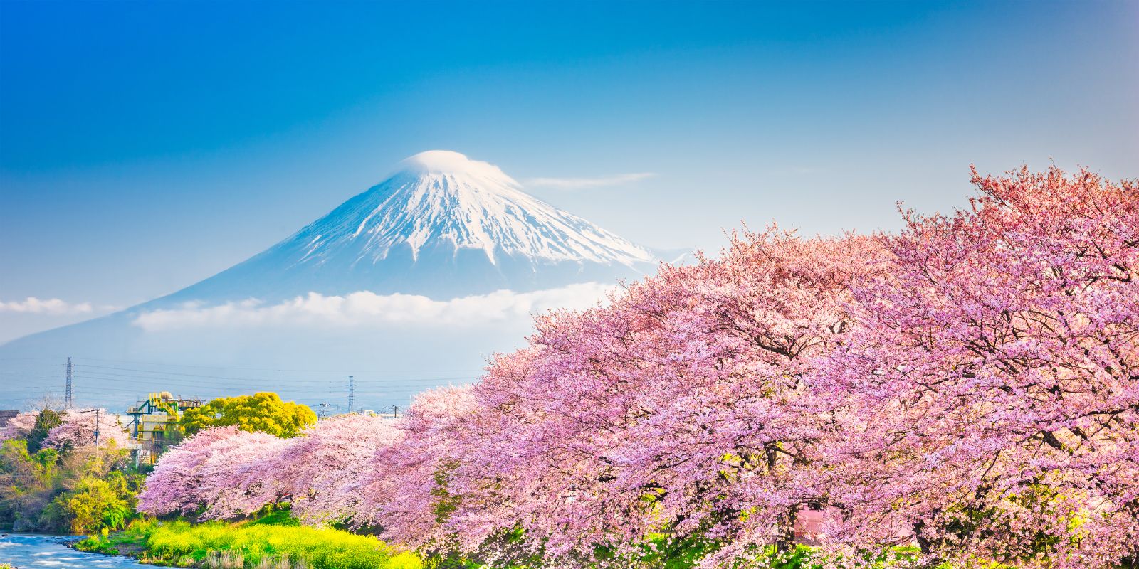 Japan Cherry Blossom 2024
