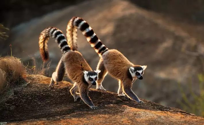 Madagascar Untamed