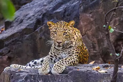 Wildlife of India