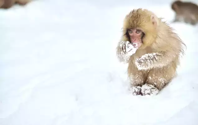 Day 6: Snow Monkeys