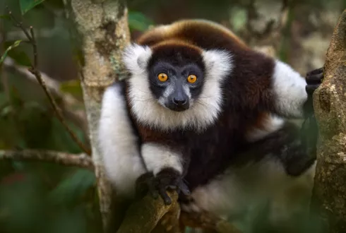 Madagascar Untamed